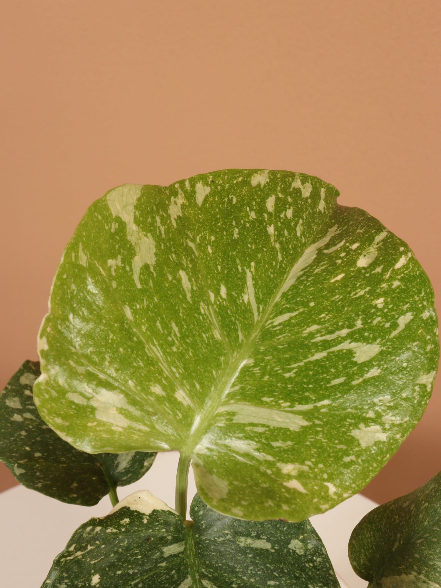 Small Monstera &