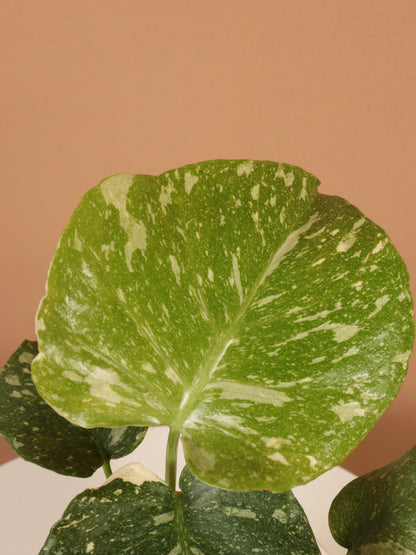 Small Monstera &