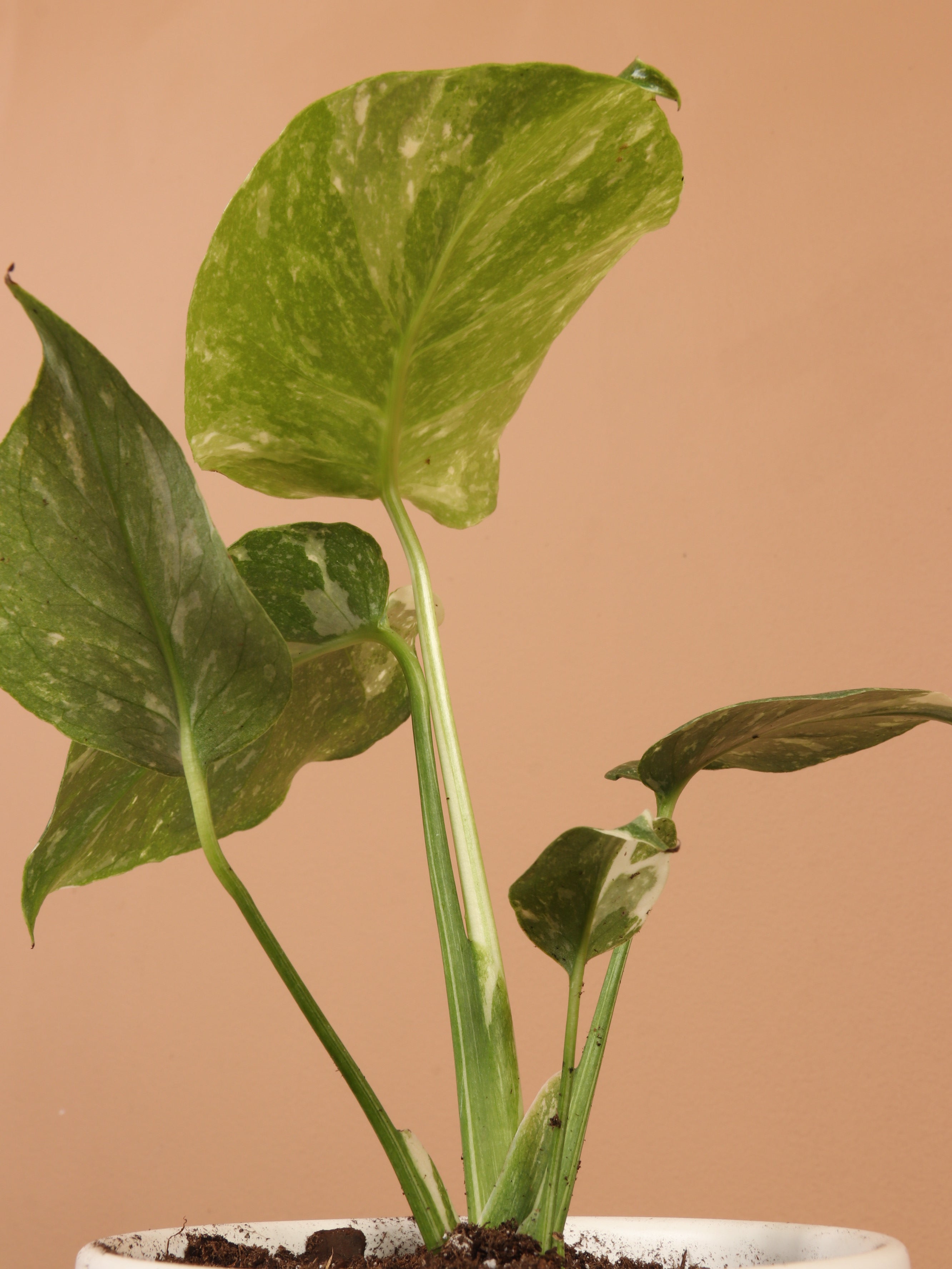 Small Monstera &