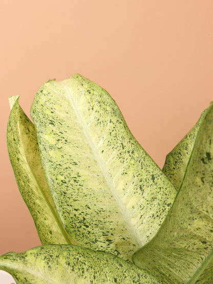 Large Dieffenbachia &