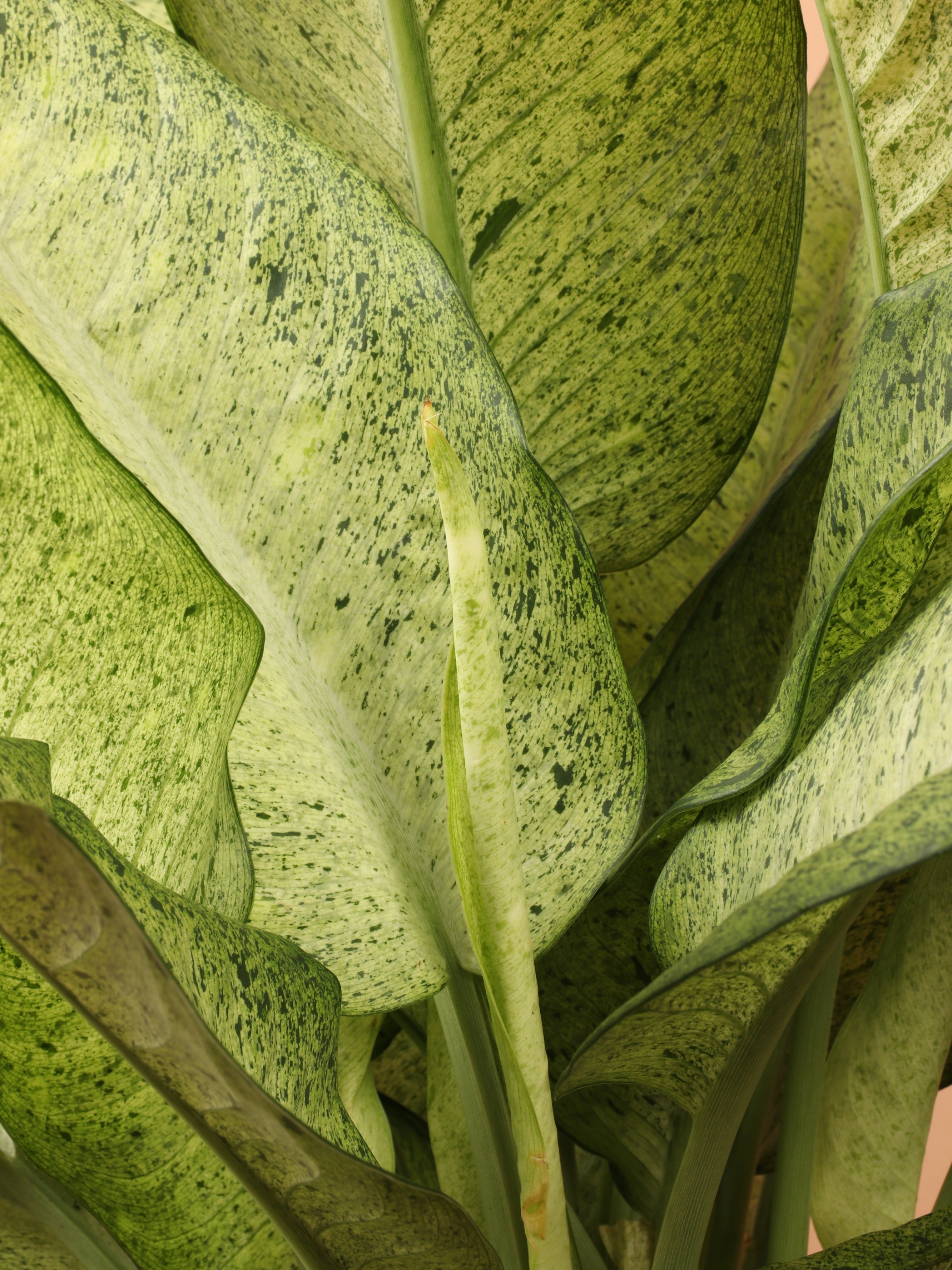 Large Dieffenbachia &