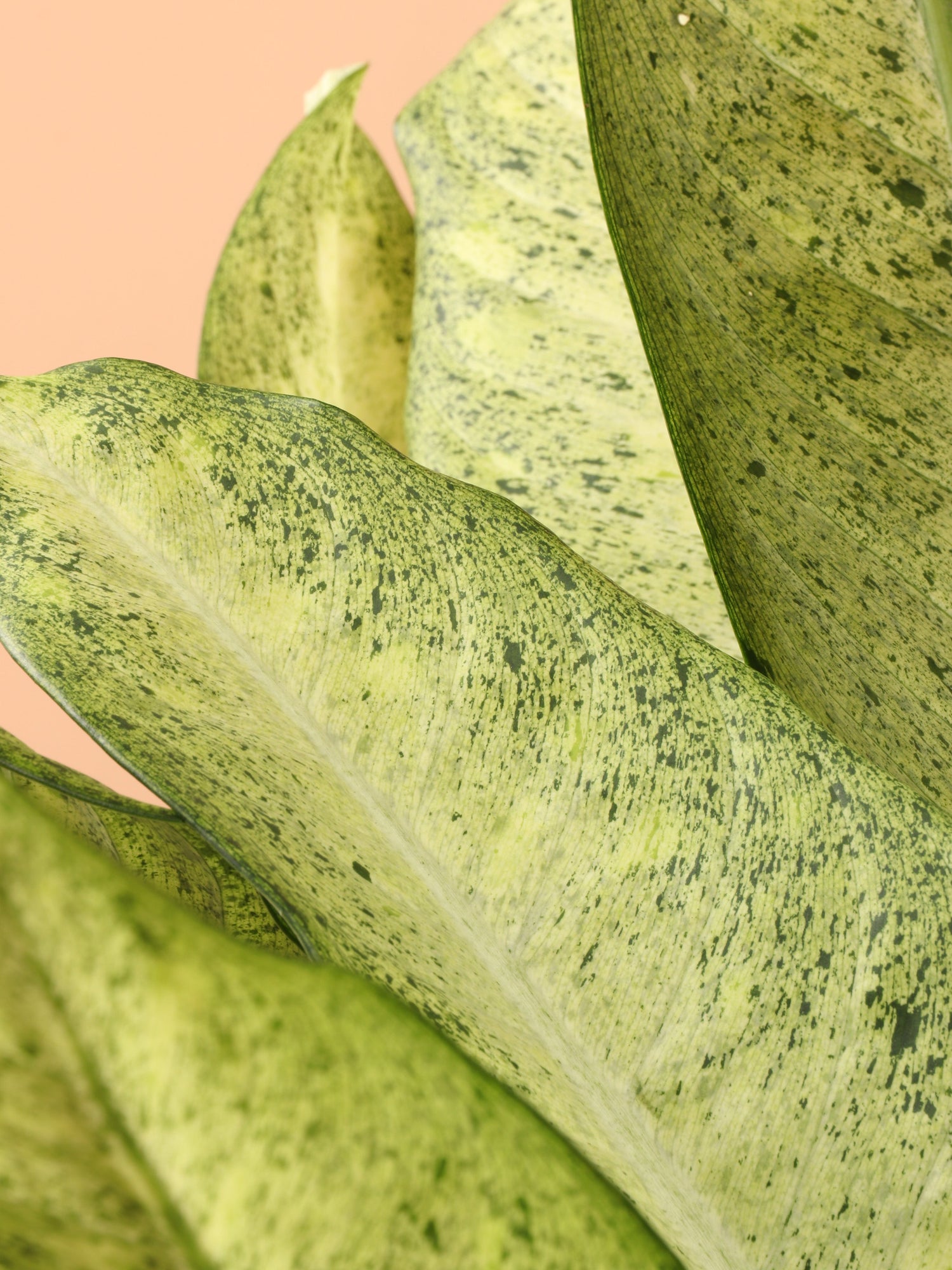 Large Dieffenbachia &