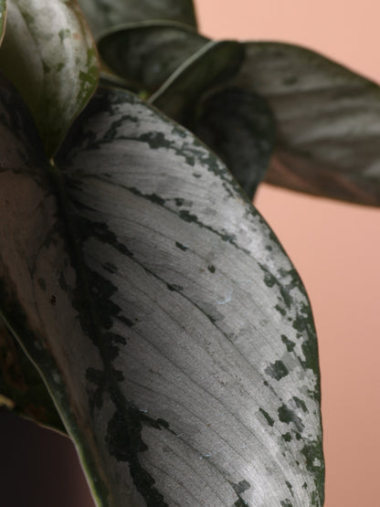 Medium Philodendron &