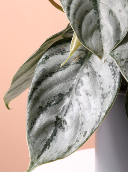 Medium Philodendron &