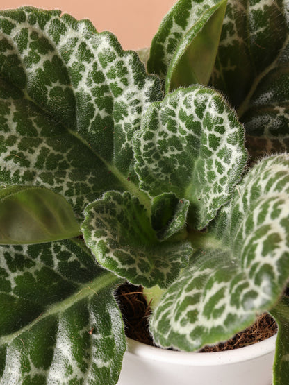 Medium Pretty Turtle Plant (Streptocarpus &