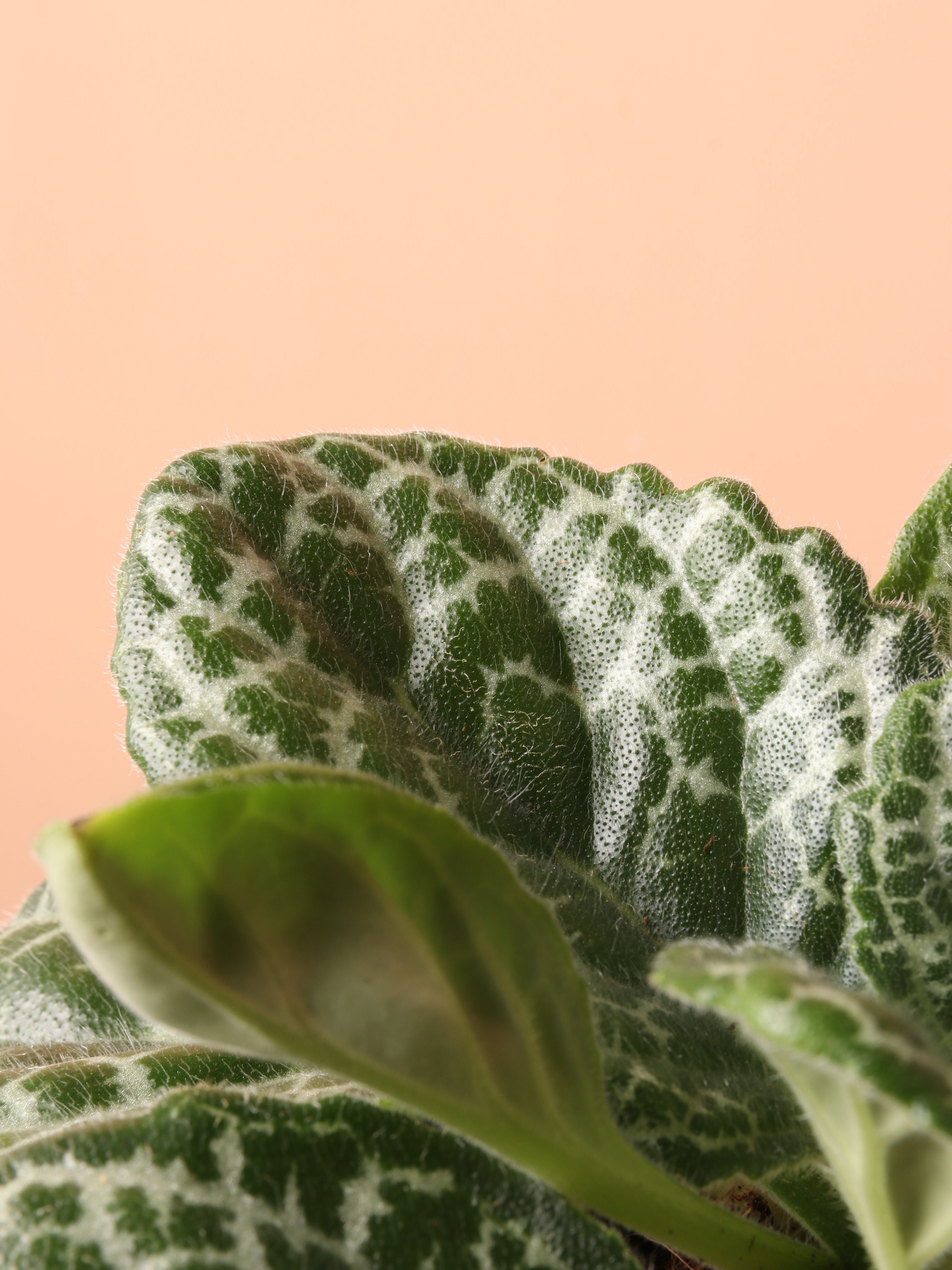 Medium Pretty Turtle Plant (Streptocarpus &