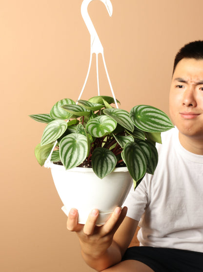Hanging Watermelon Pilea