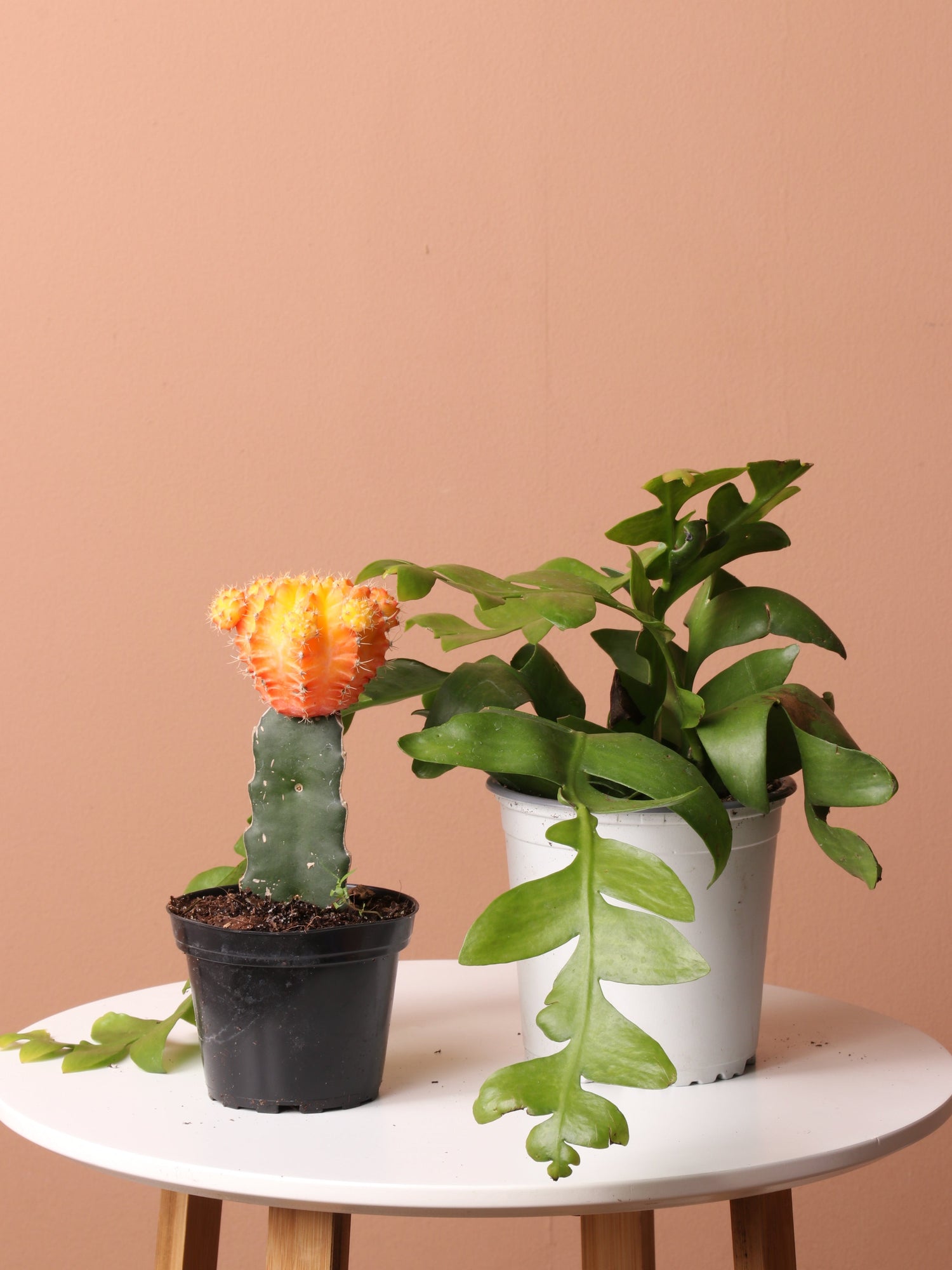 Cactus &amp; Succulent Bundle