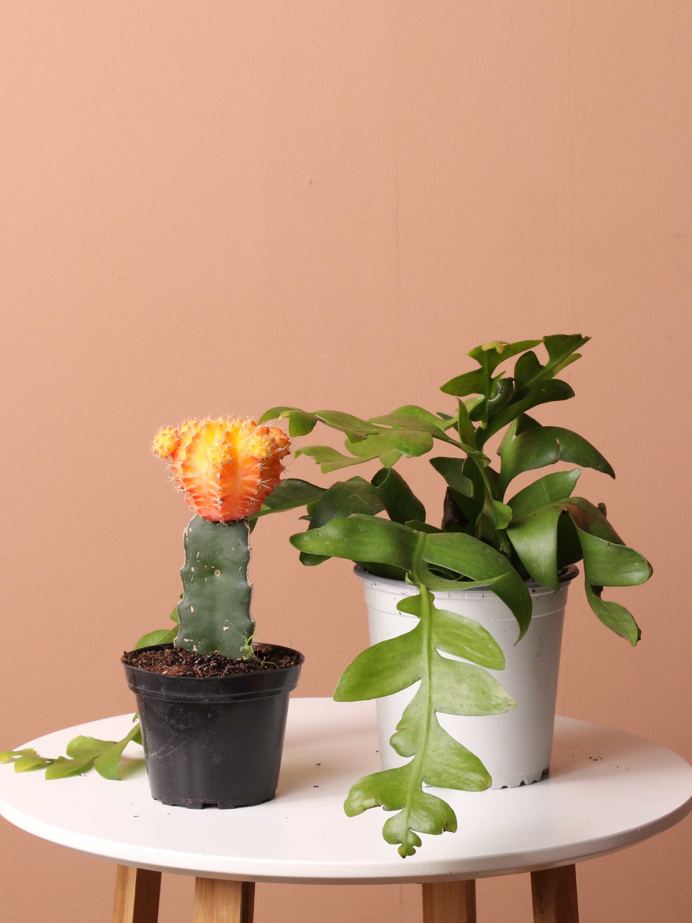 Cactus &amp; Succulent Bundle