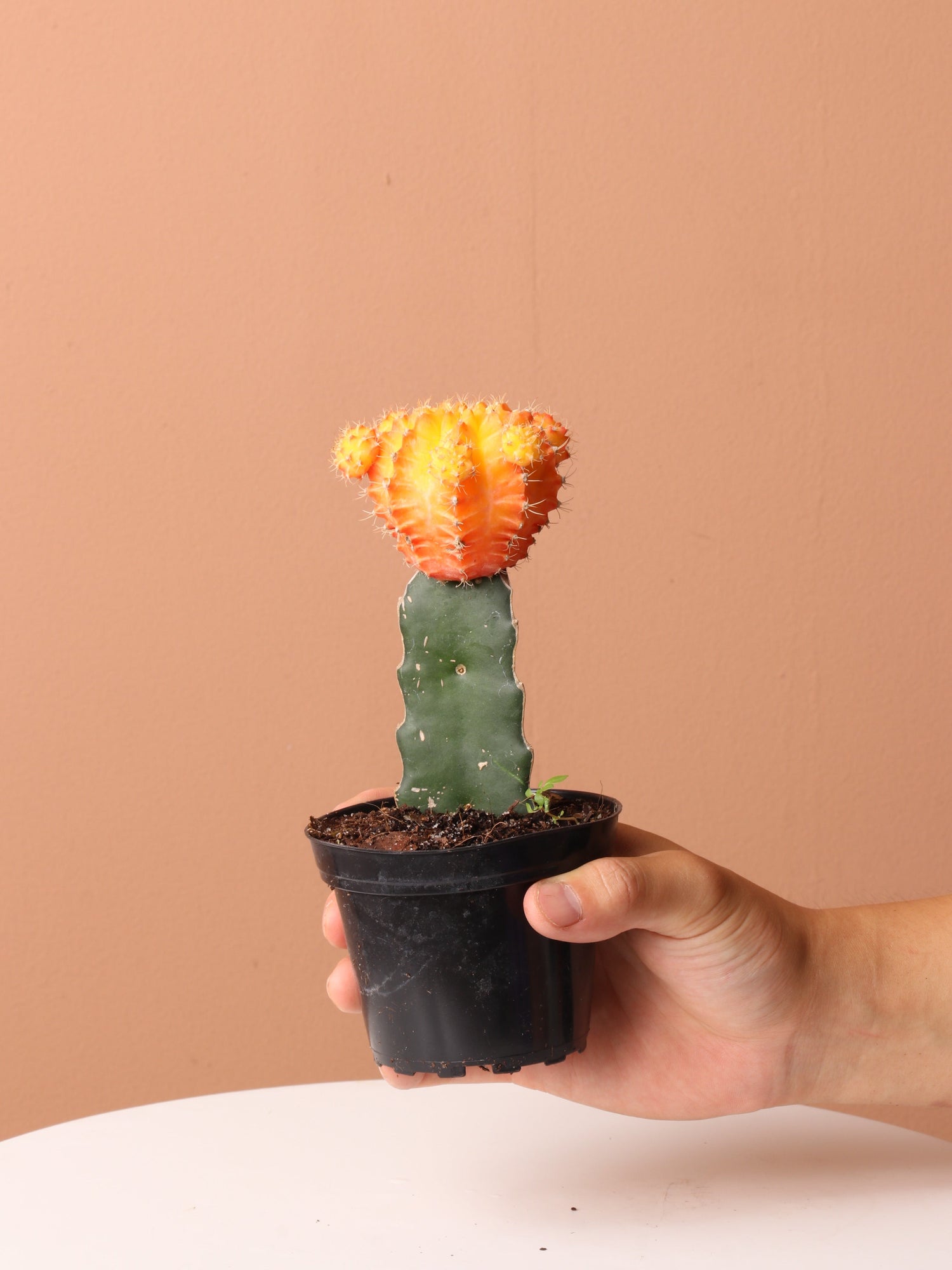 Cactus &amp; Succulent Bundle