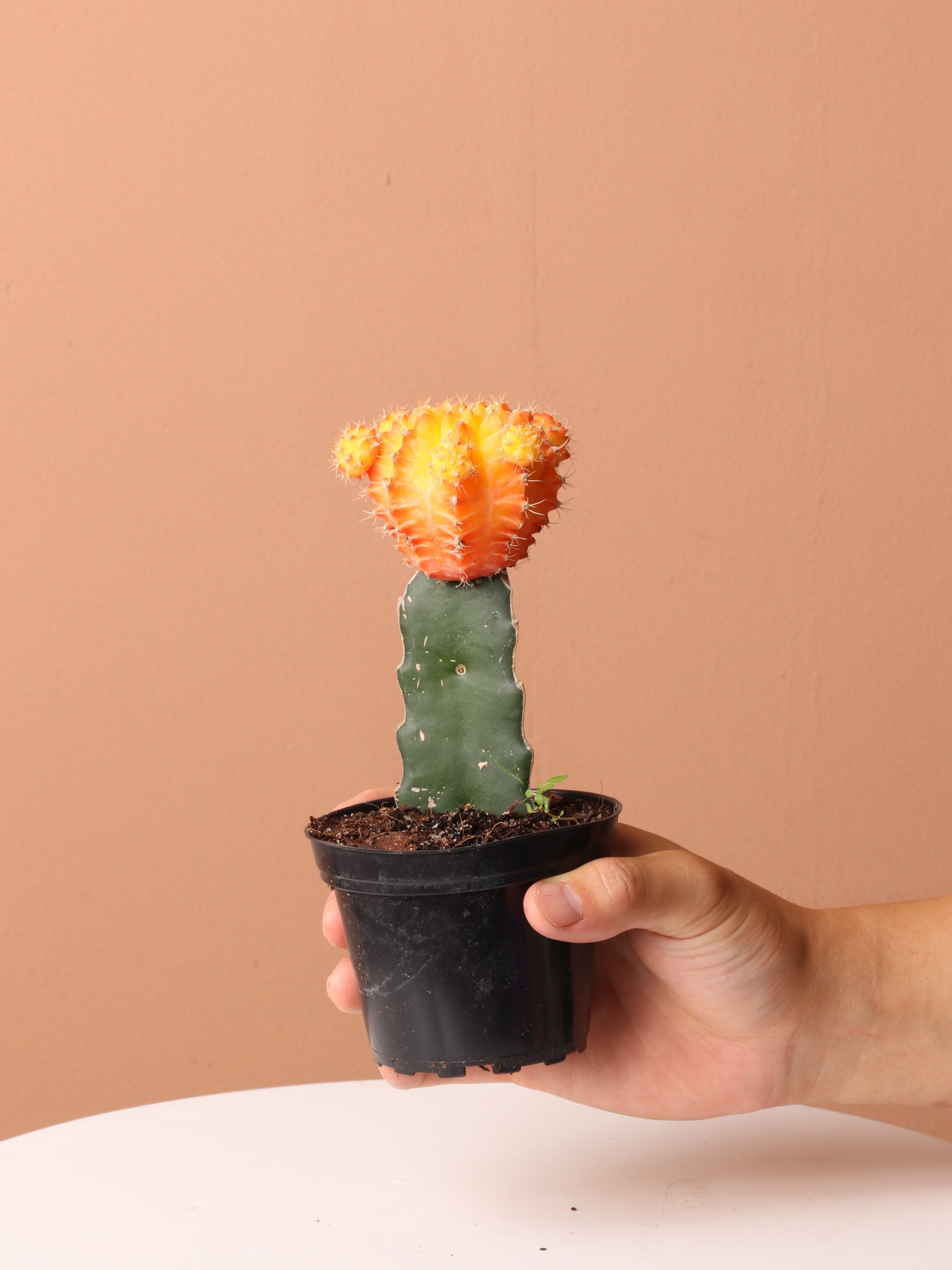 Cactus &amp; Succulent Bundle
