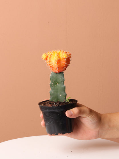 Cactus &amp; Succulent Bundle