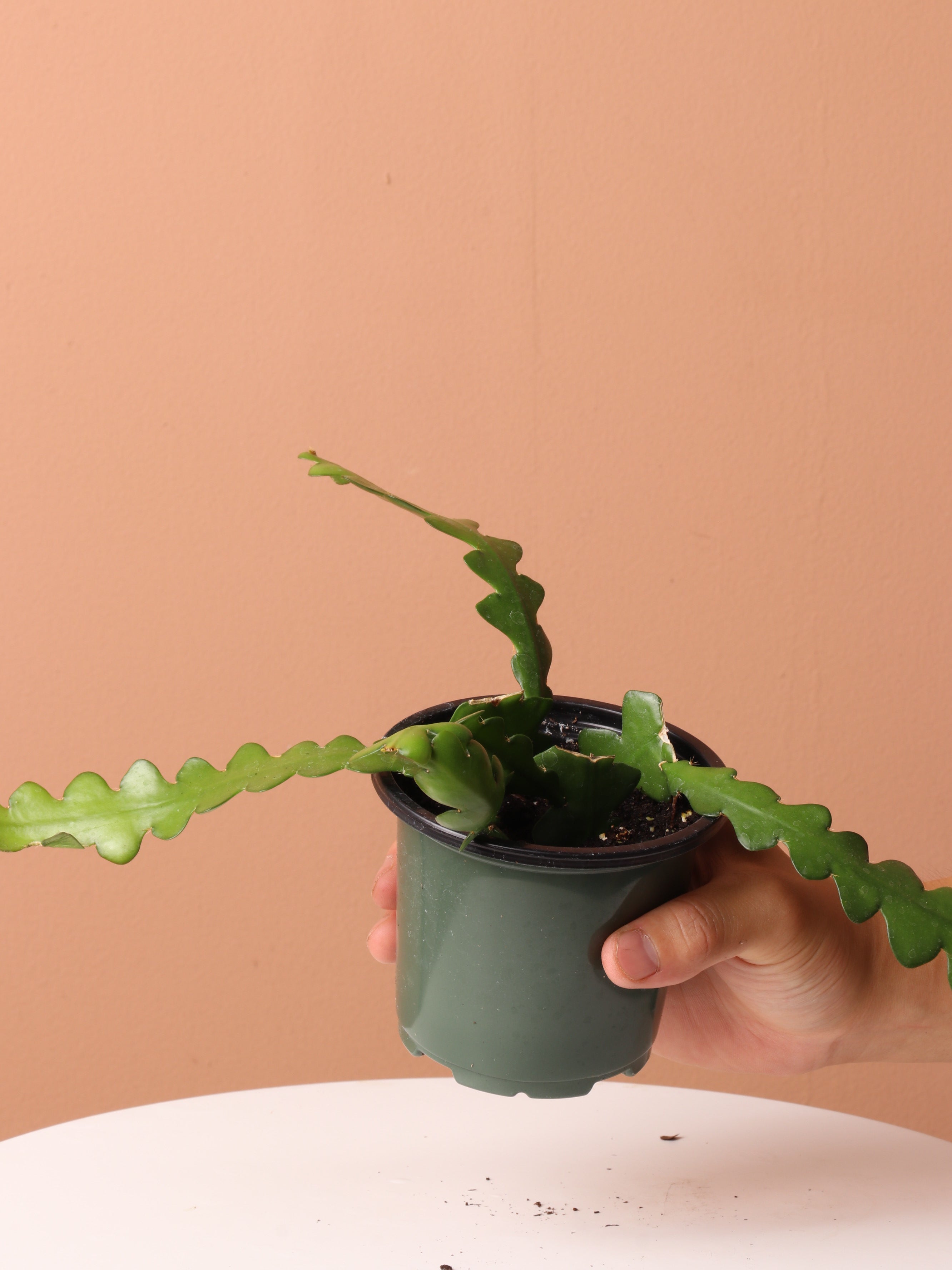 Cactus &amp; Succulent Bundle