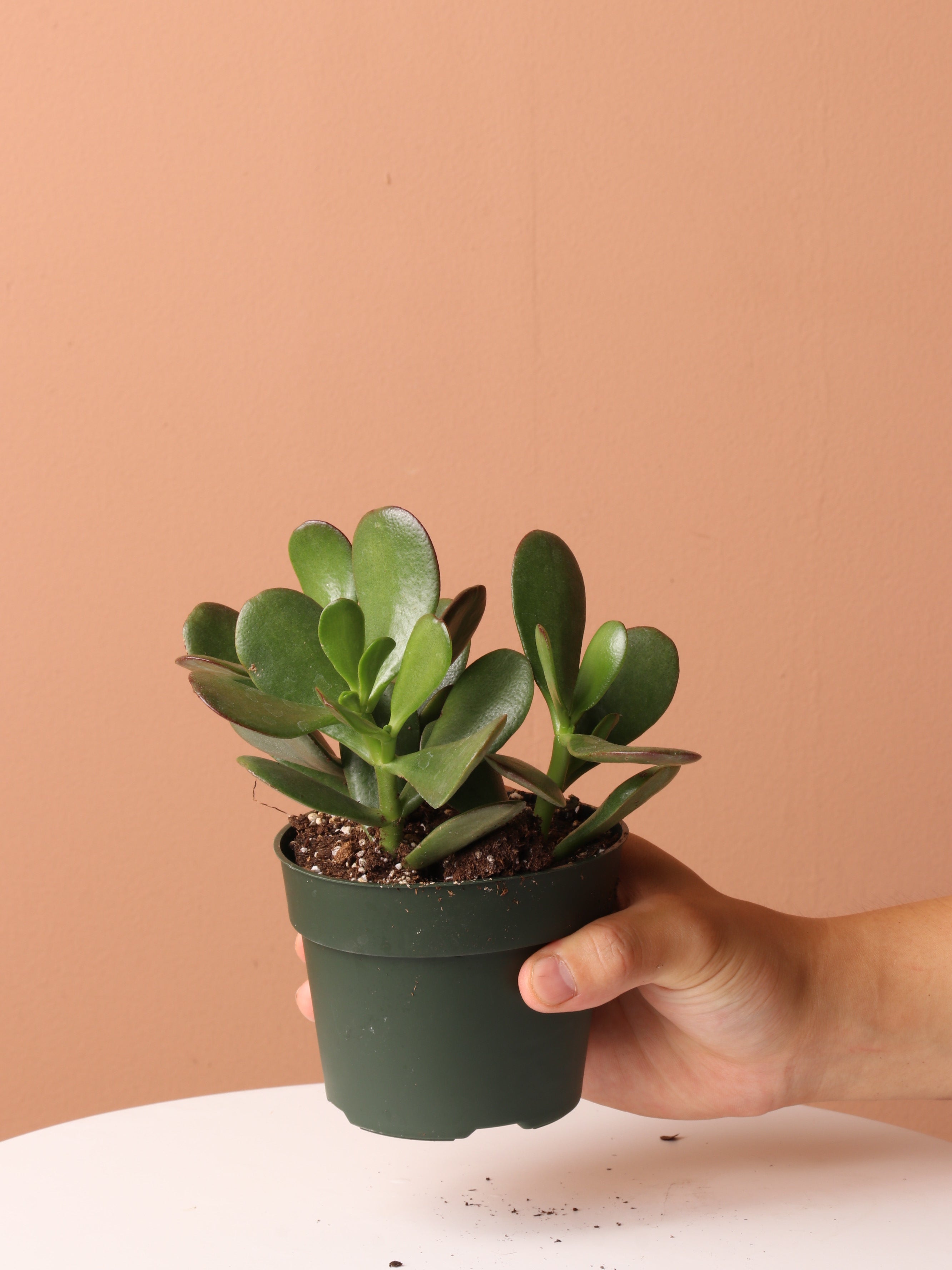 Free Easy Care Plant Bundle