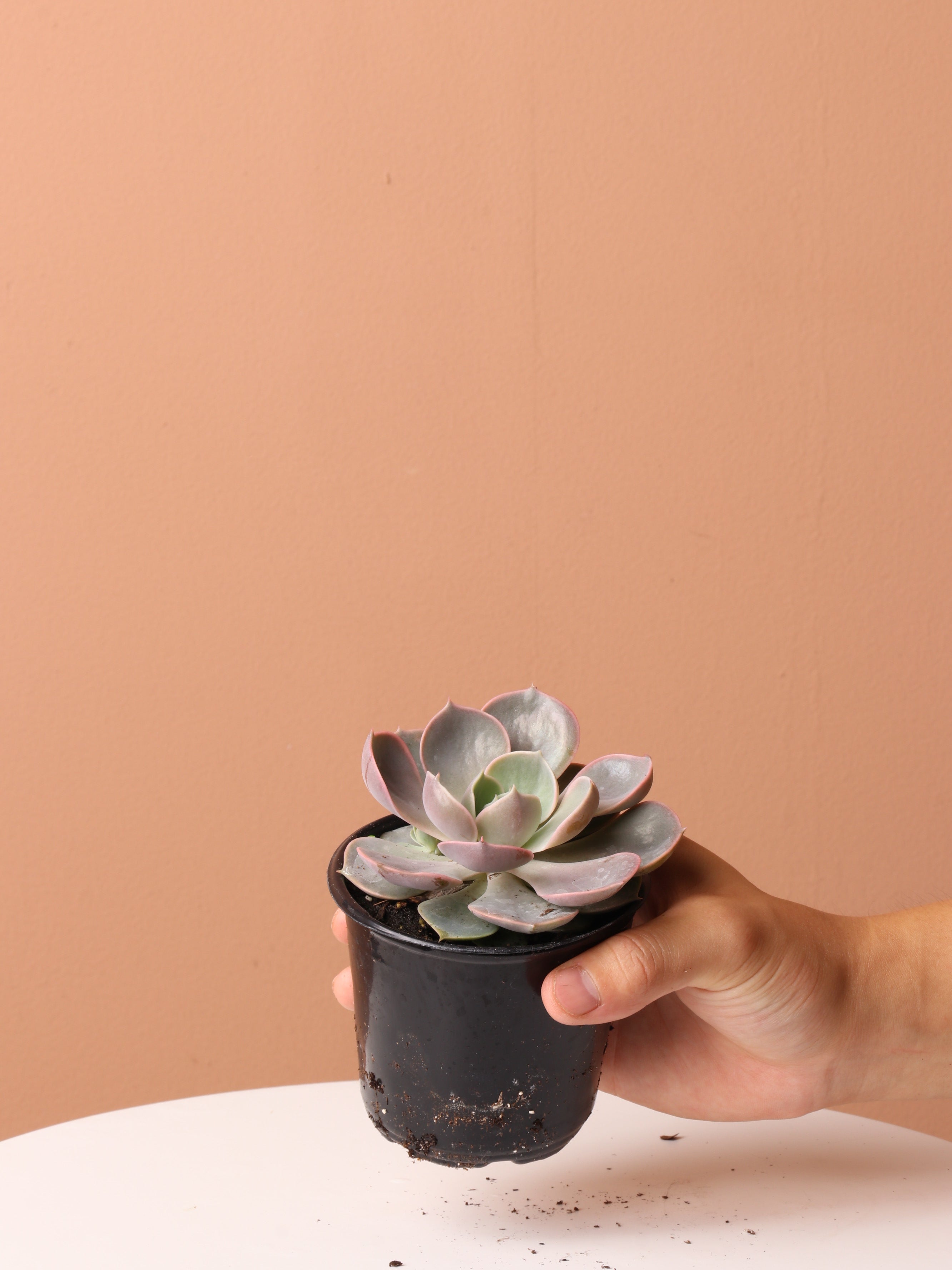 Cactus &amp; Succulent Bundle