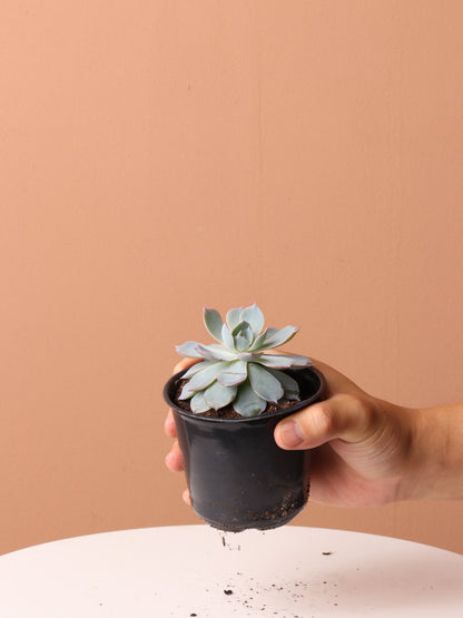 Cactus &amp; Succulent Bundle