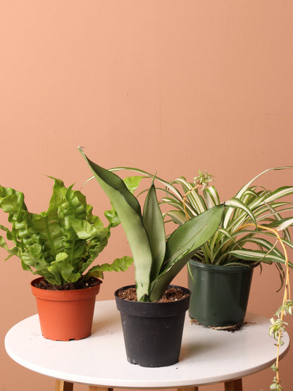 Easy Care Plant Bundle