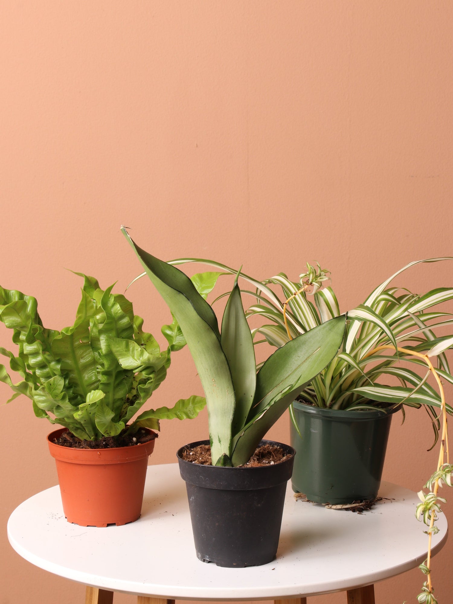 Free Easy Care Plant Bundle