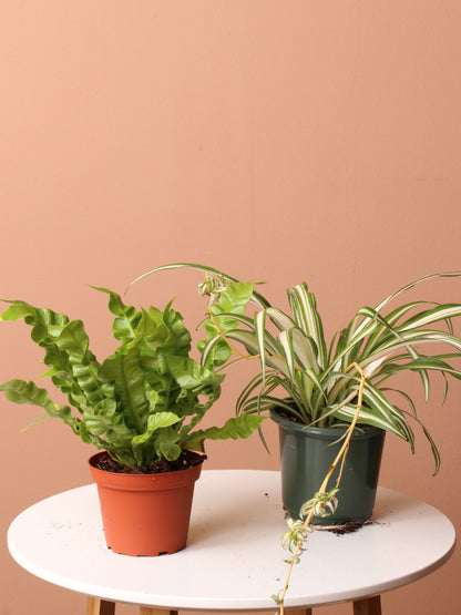 Free Easy Care Plant Bundle