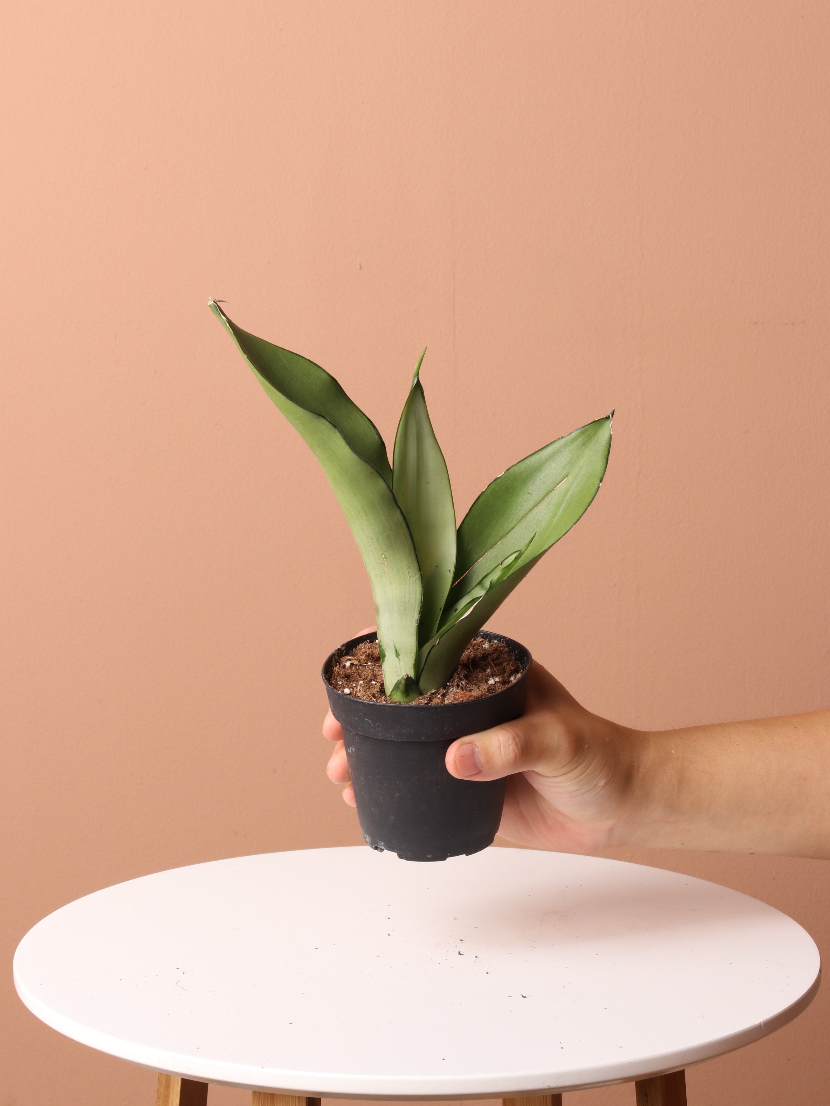 Free Easy Care Plant Bundle