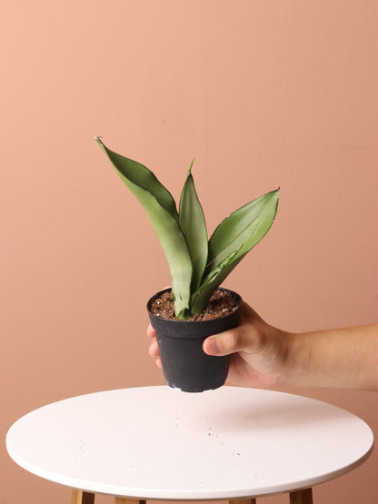 Free Easy Care Plant Bundle