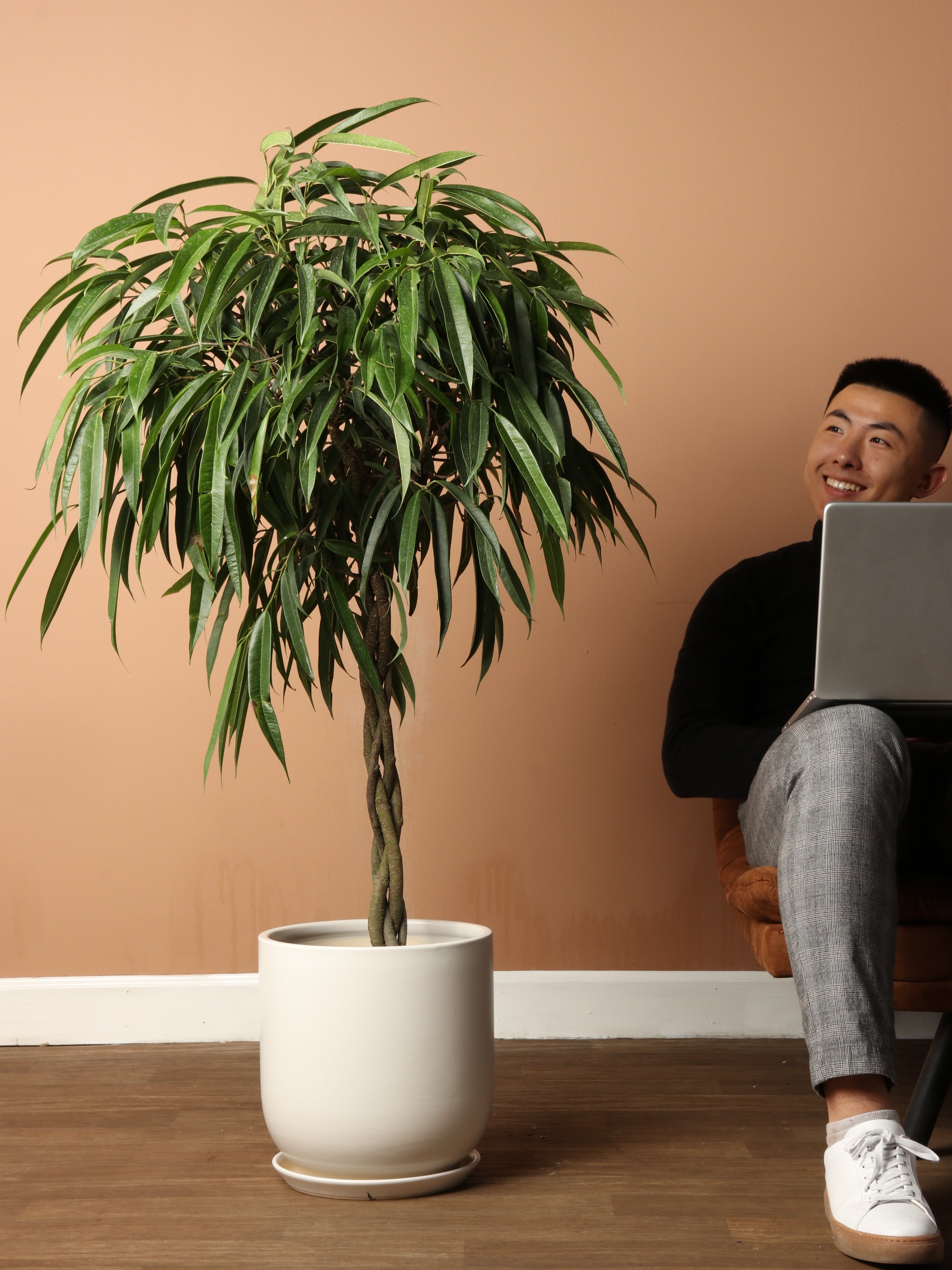 Large Ficus &