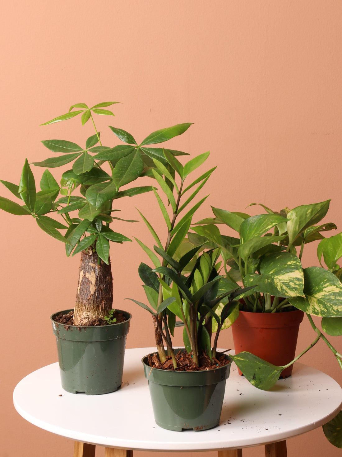 Low Light Plant Bundle