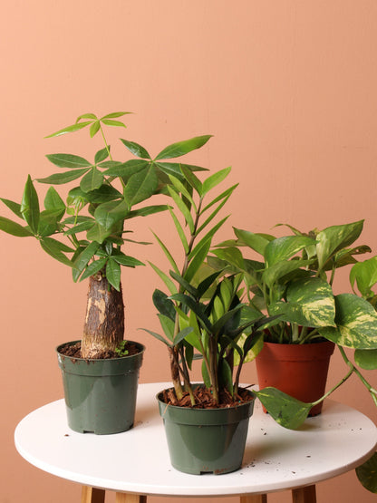 Low Light Plant Bundle