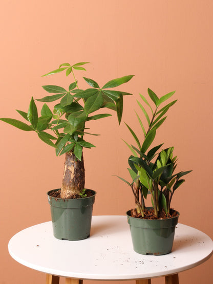 Low Light Plant Bundle