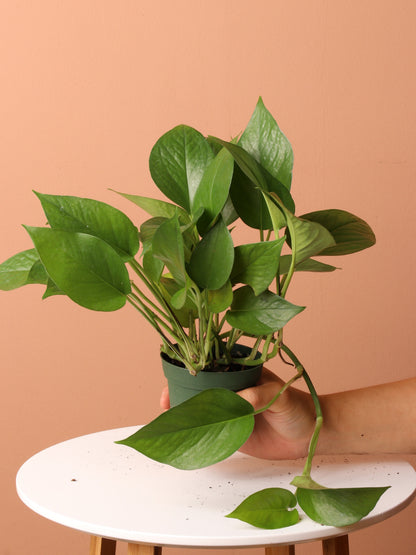 Free Easy Care Plant Bundle