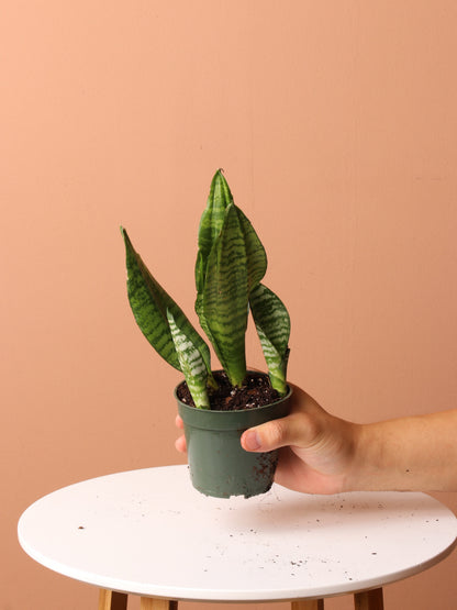 Free Easy Care Plant Bundle