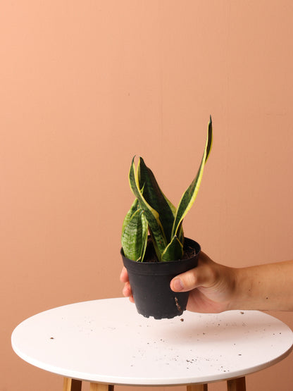 Free Easy Care Plant Bundle
