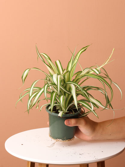 Free Easy Care Plant Bundle