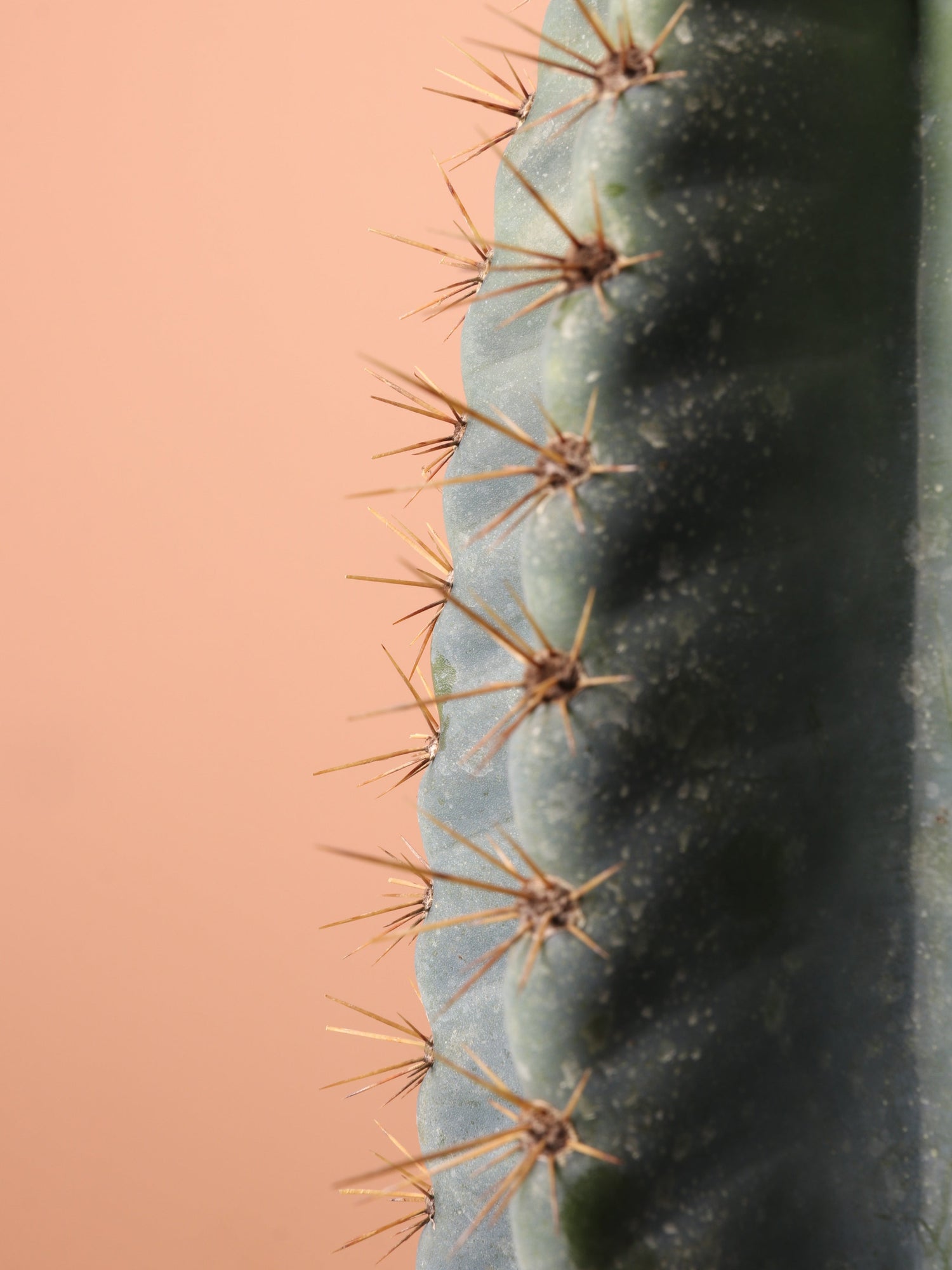 Large Peruvian Cactus (Single Stalk)