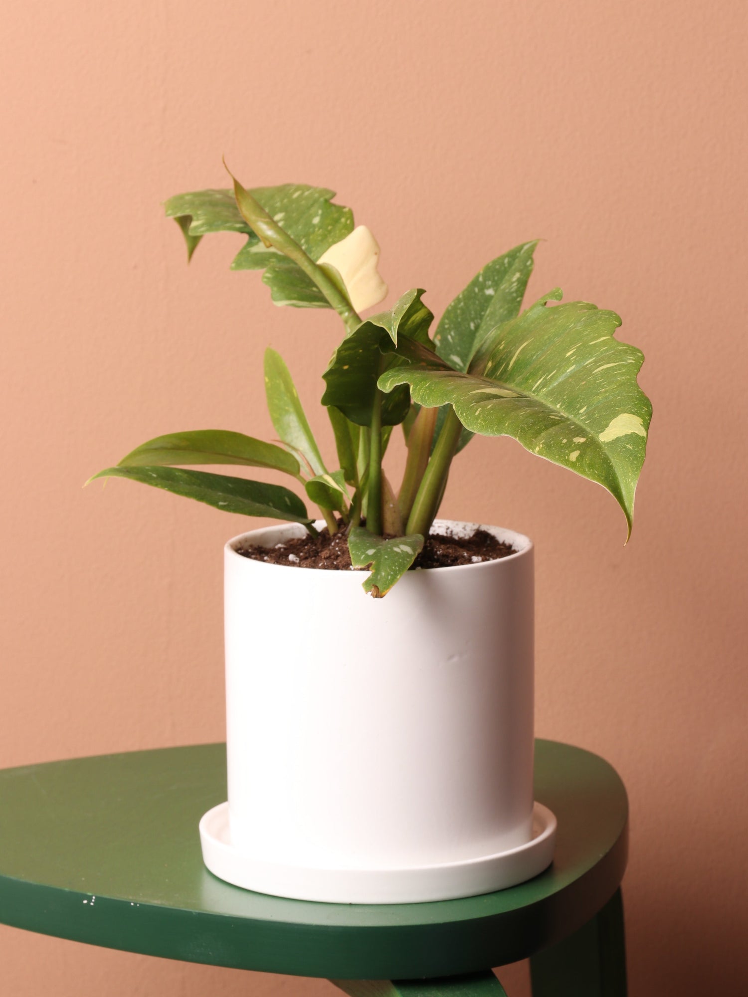 Small Philodendron &