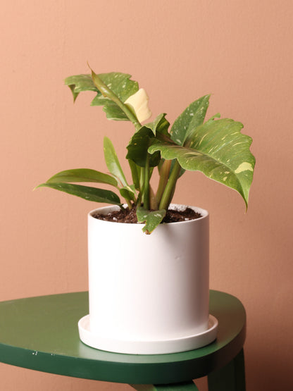 Small Philodendron &