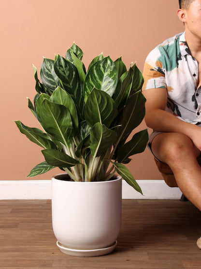 Large Aglaonema &