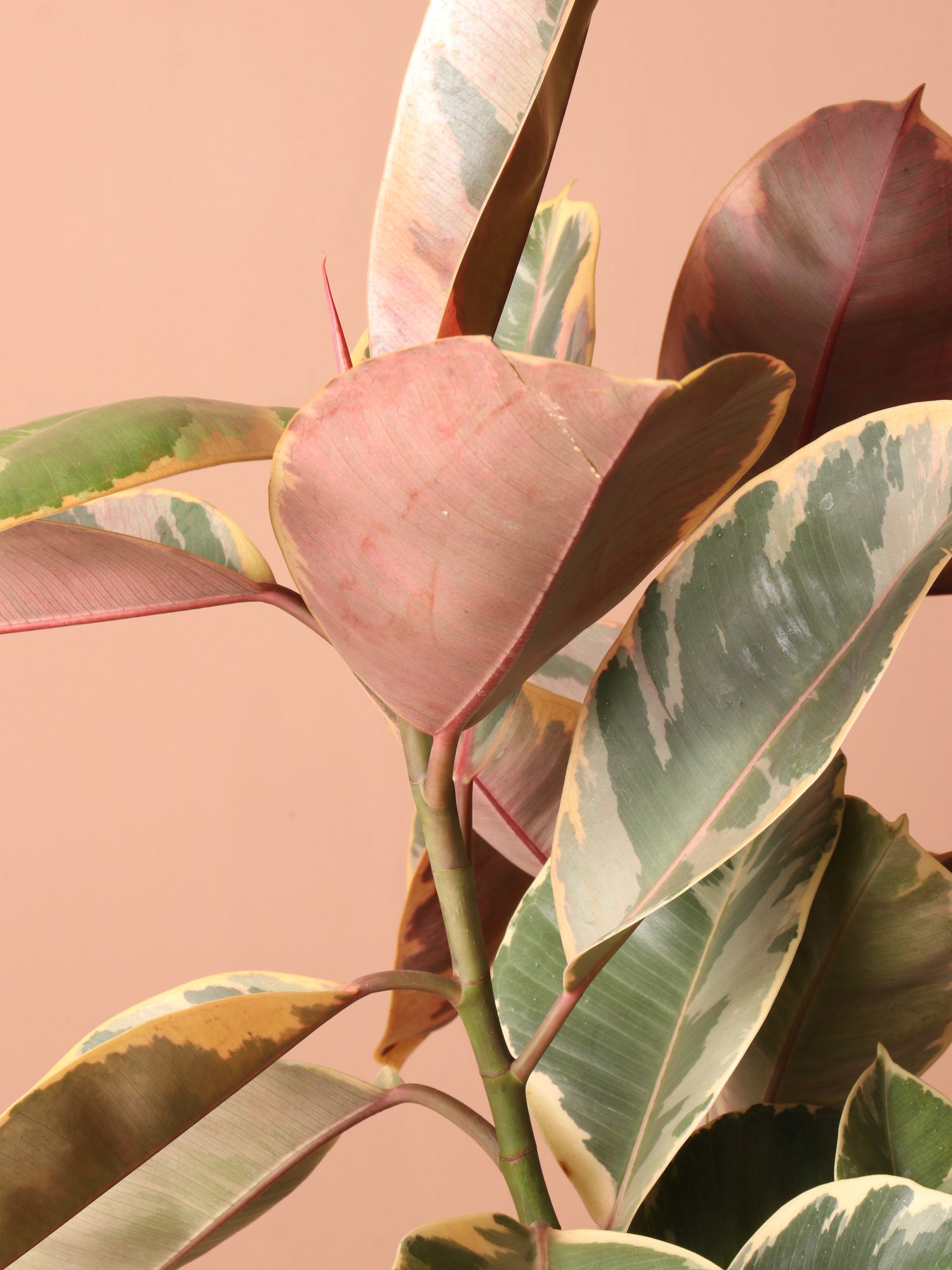Large Ruby Rubber Tree Std