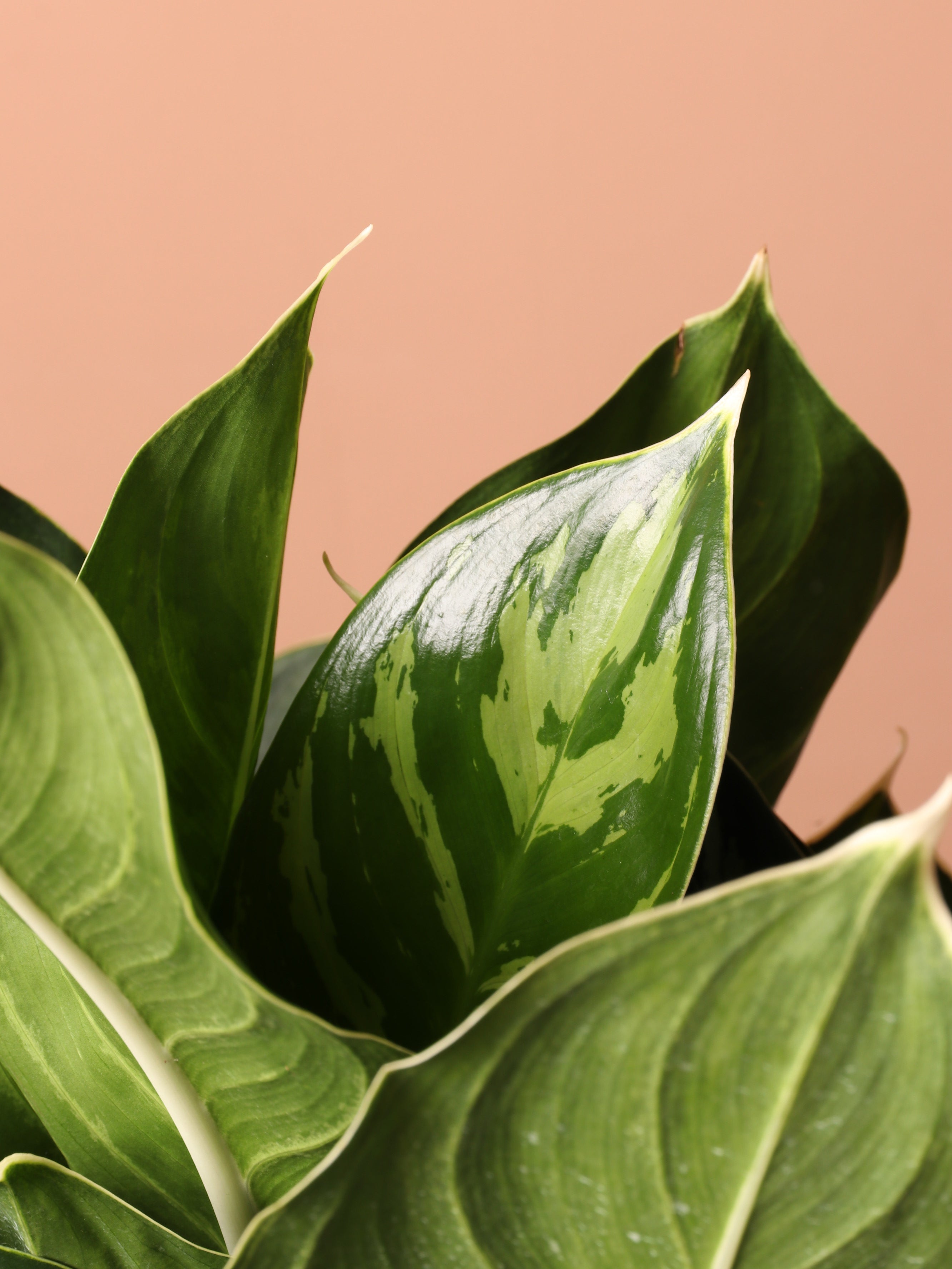 Large Aglaonema &