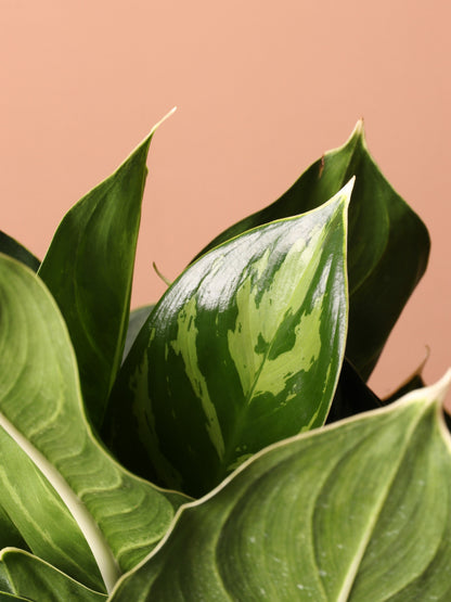 Large Aglaonema &