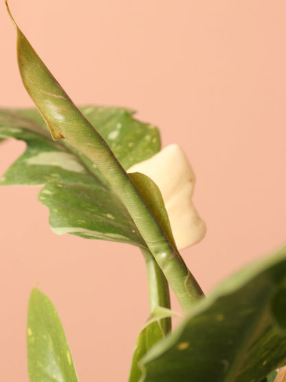 Small Philodendron &