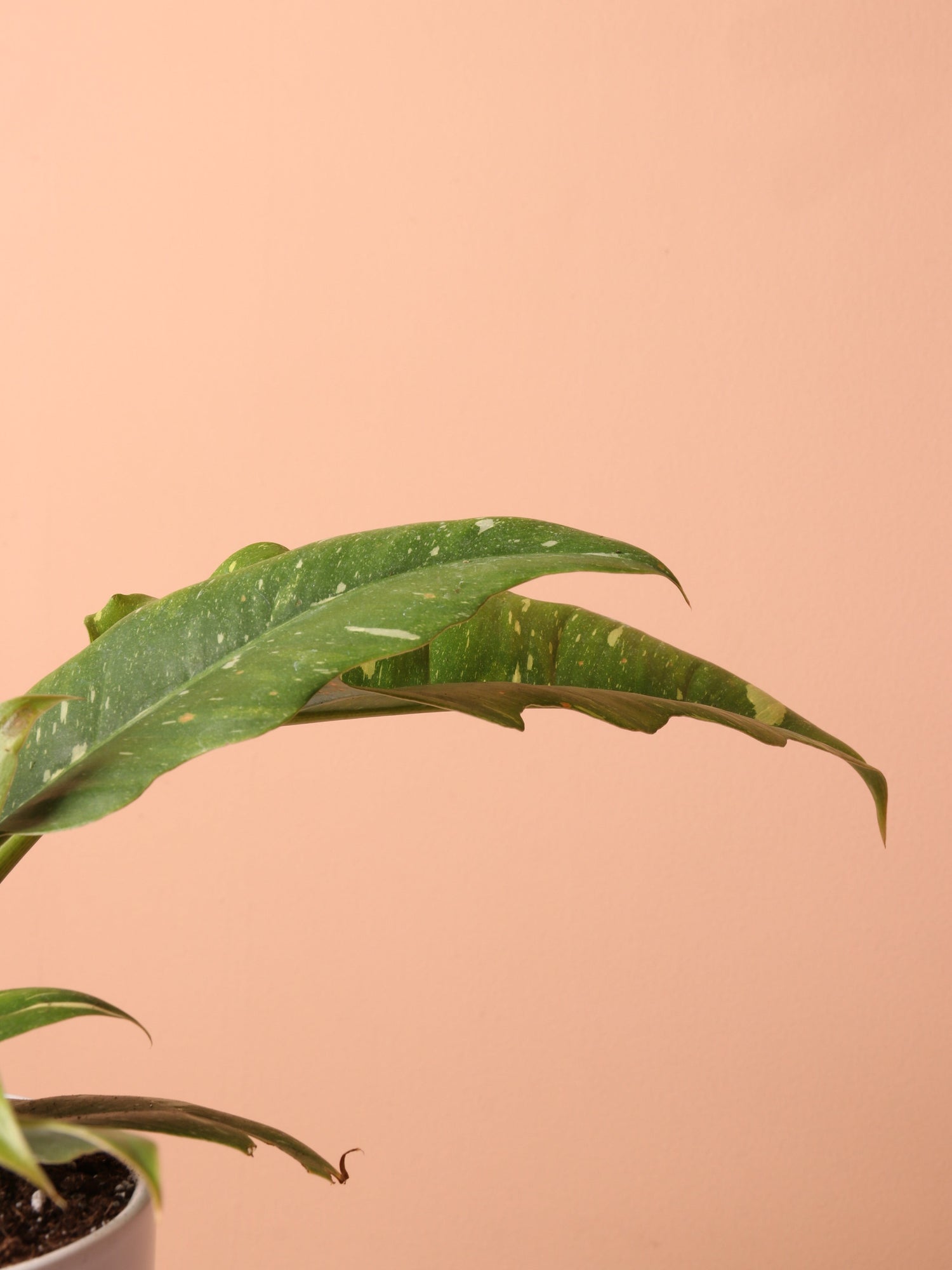 Small Philodendron &