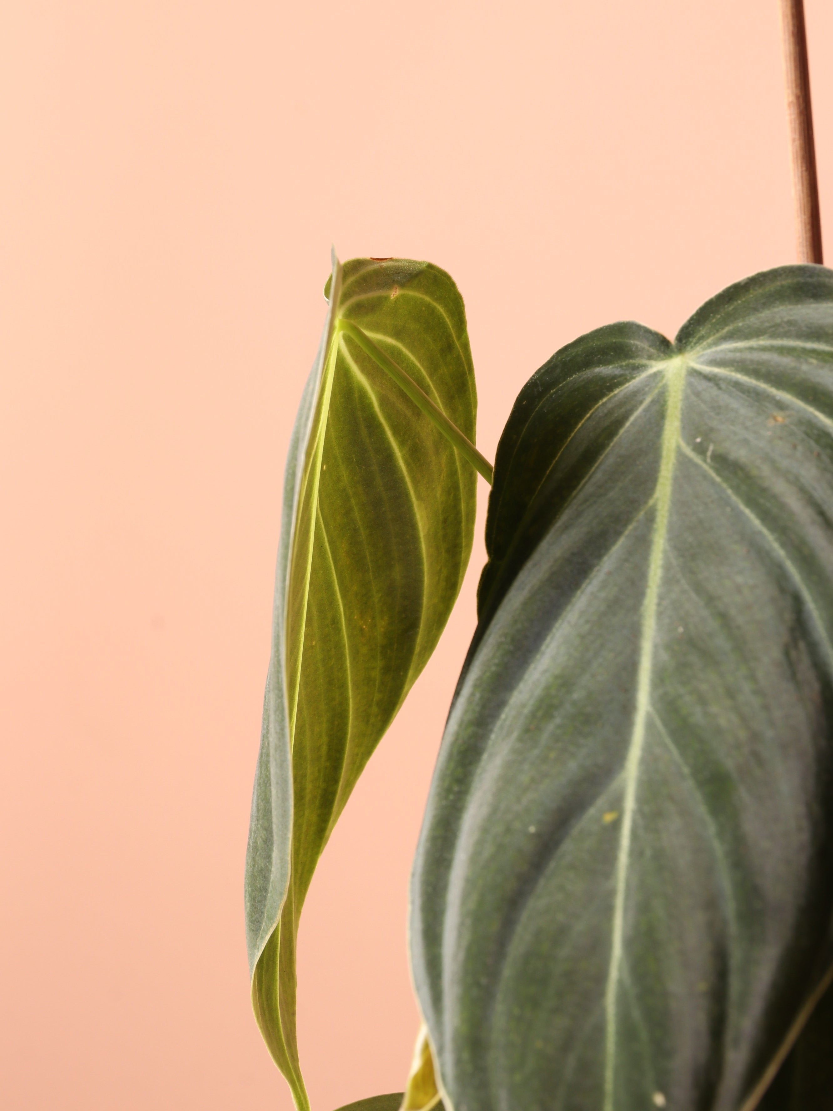 Small Philodendron Micans