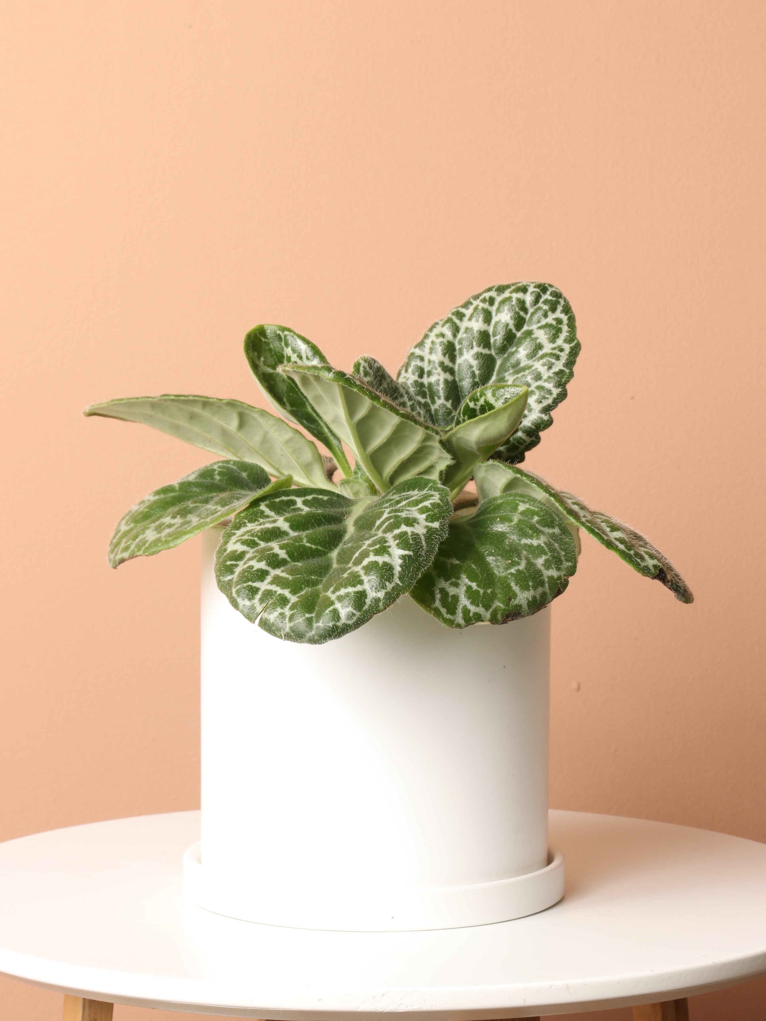 Medium Pretty Turtle Plant (Streptocarpus &
