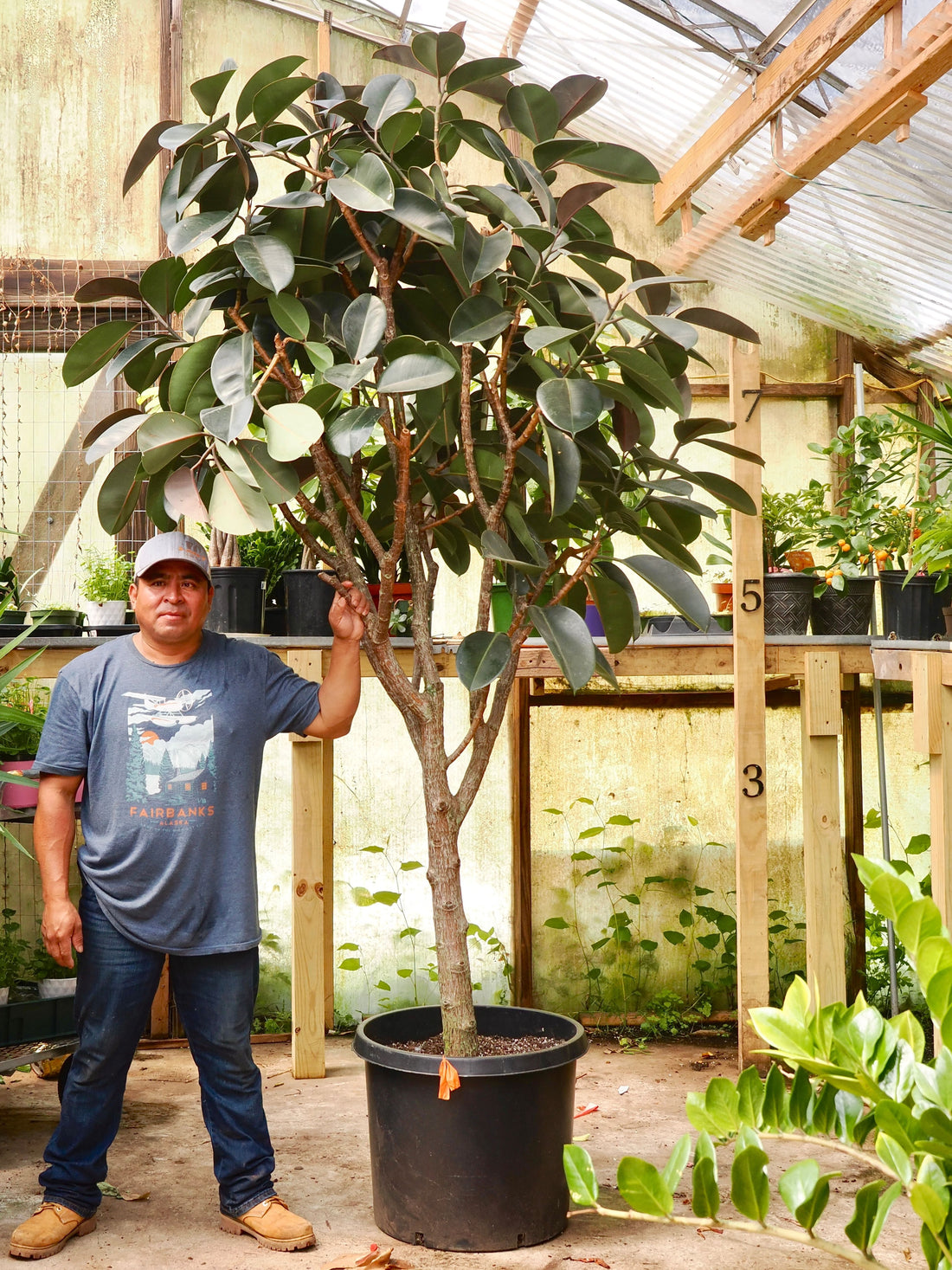Giant Rubber Tree