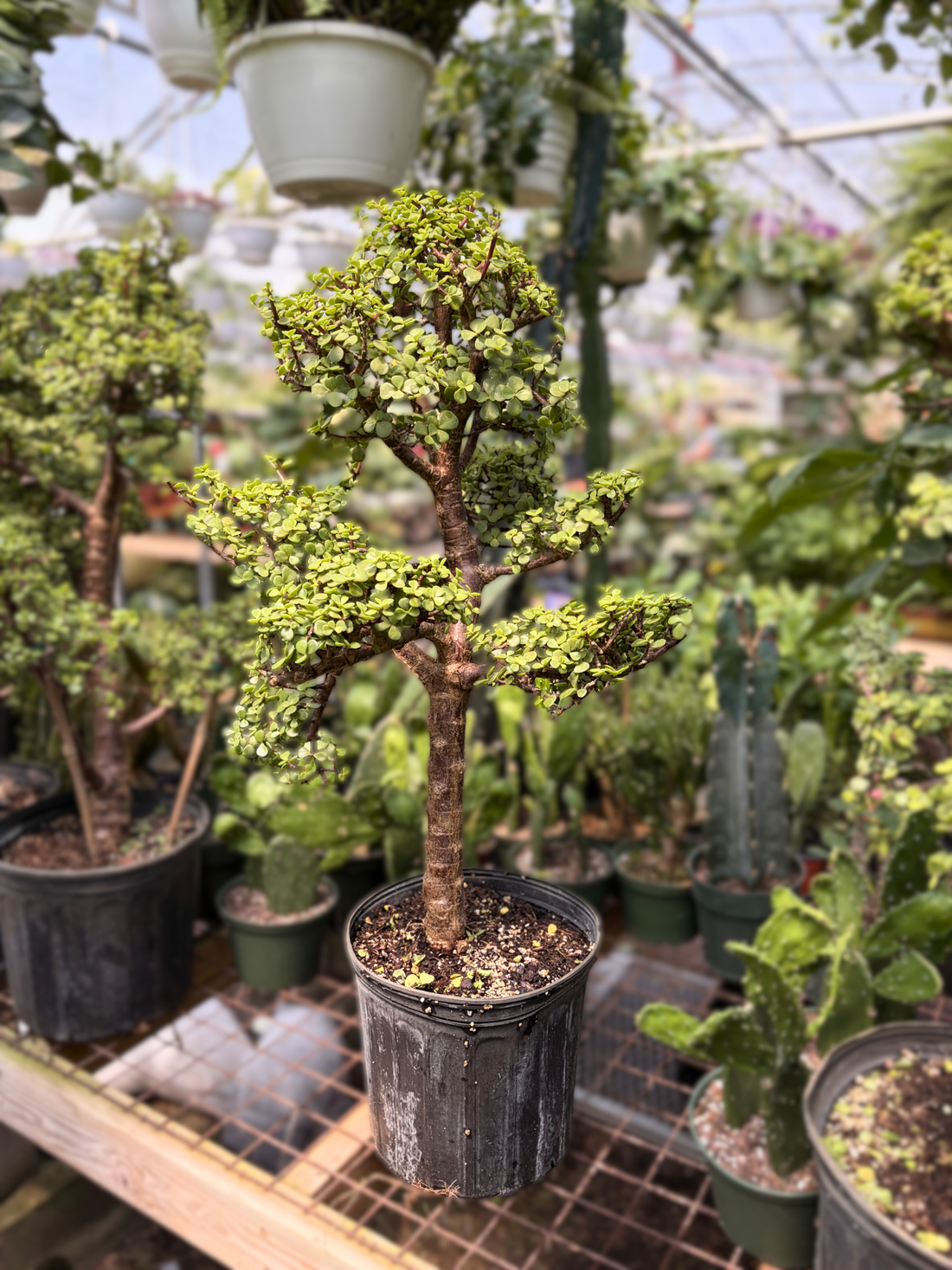 Large Elephant Bush Bonsai Topiary