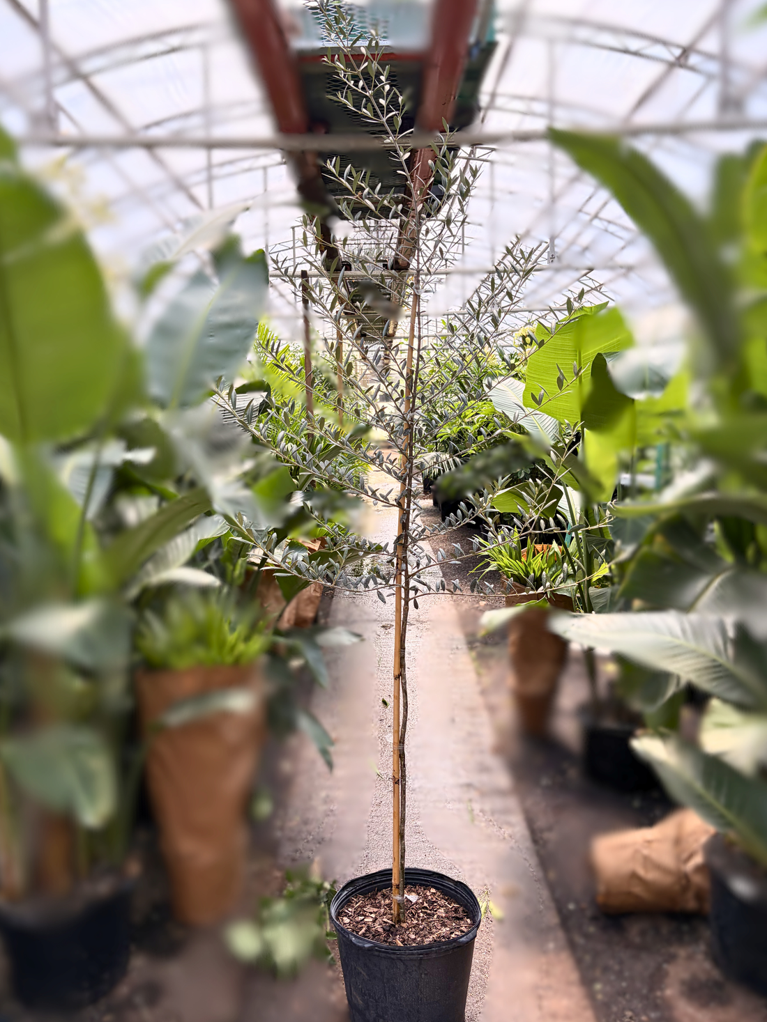 Full Size Olive Tree