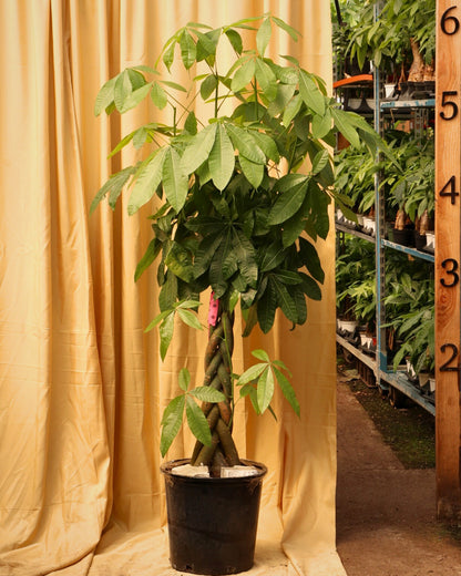 Full Size Money Tree