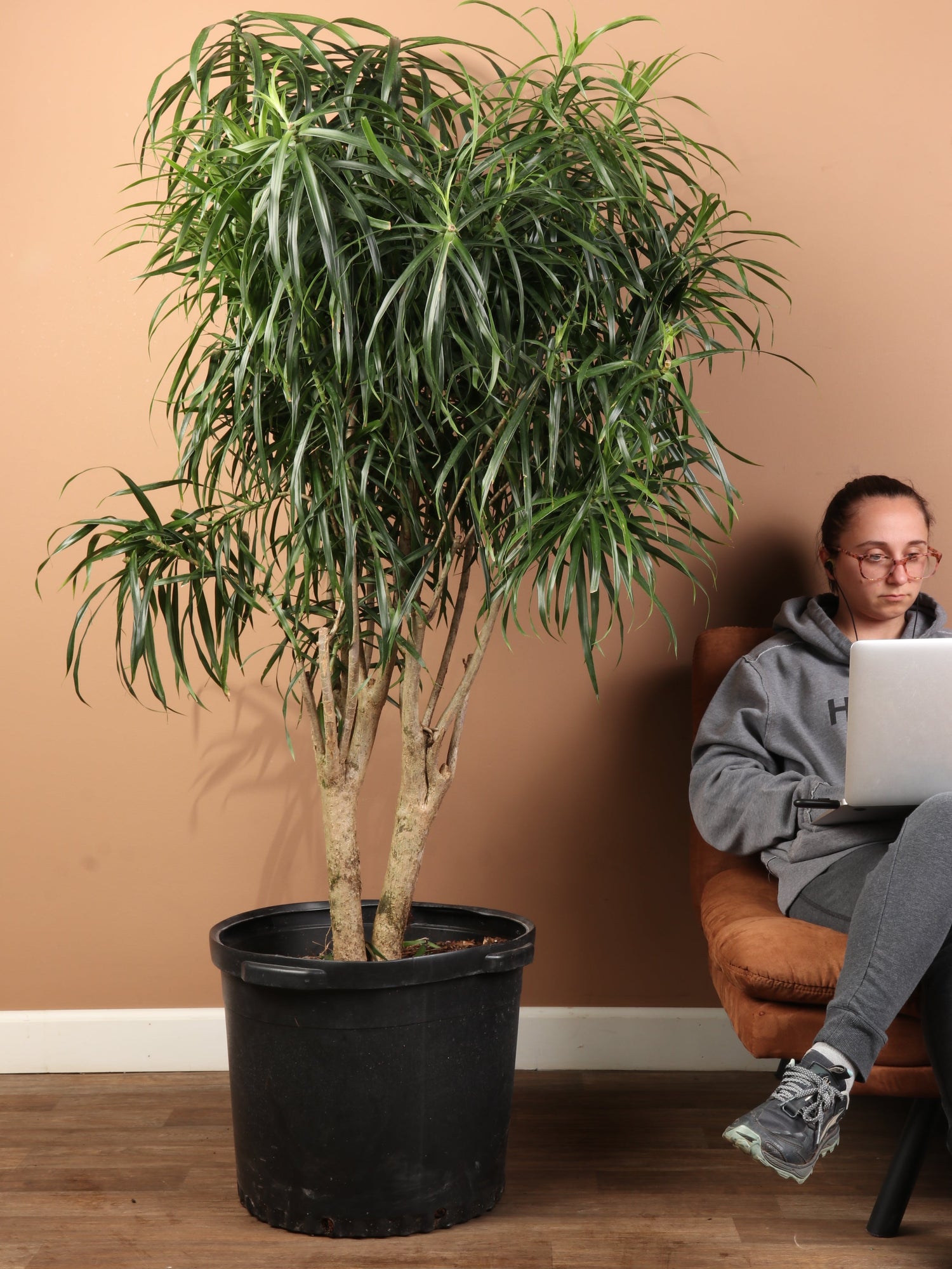 Huge Dracaena &