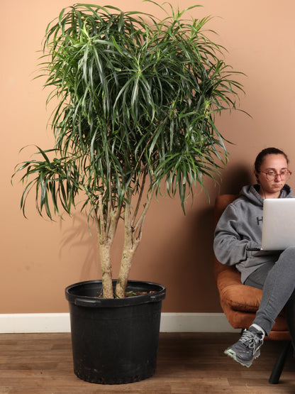 Huge Dracaena &